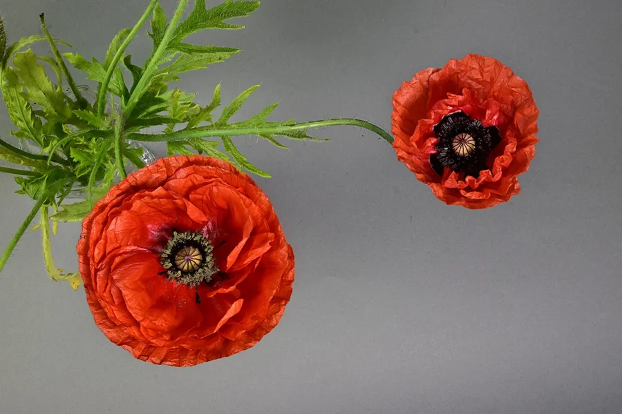 Mohnblüten Draufsicht 8_15.webp