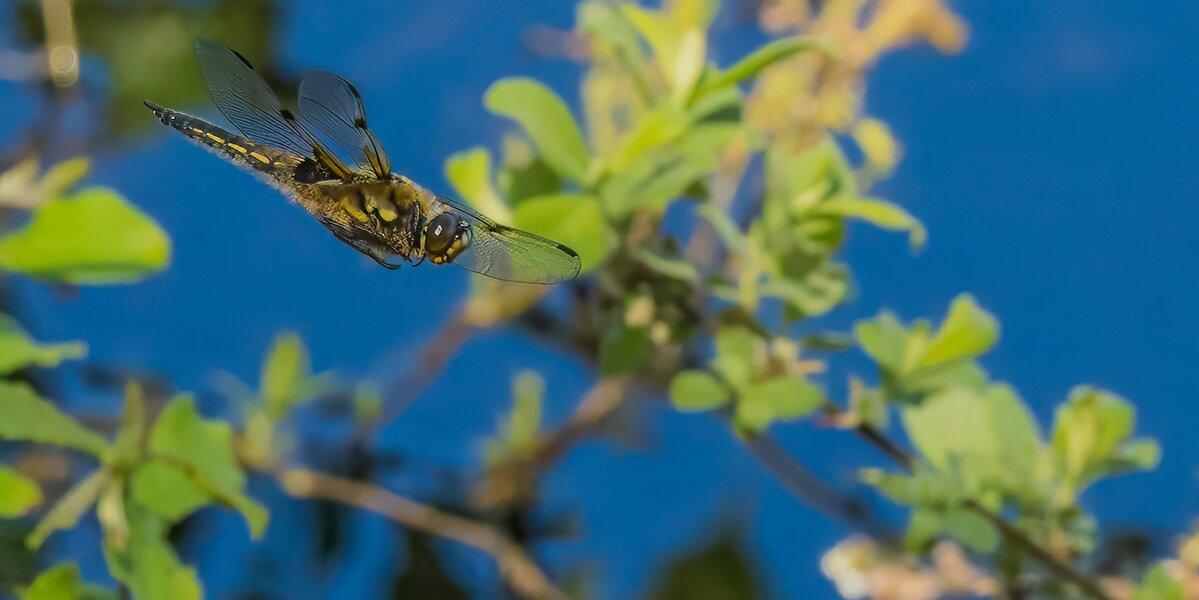 P5130384-Bearbeitet.jpg P5130384-Bearbeitet.jpg