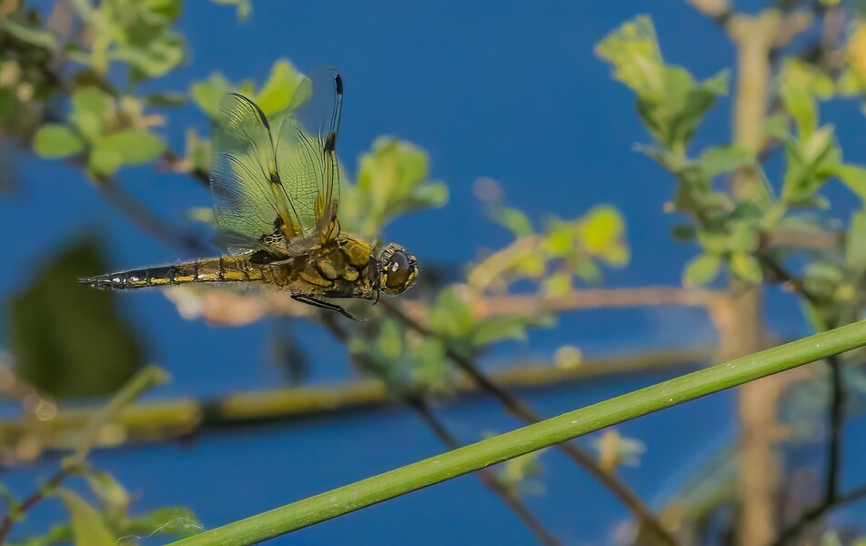 P5130387-Bearbeitet.jpg P5130387-Bearbeitet.jpg