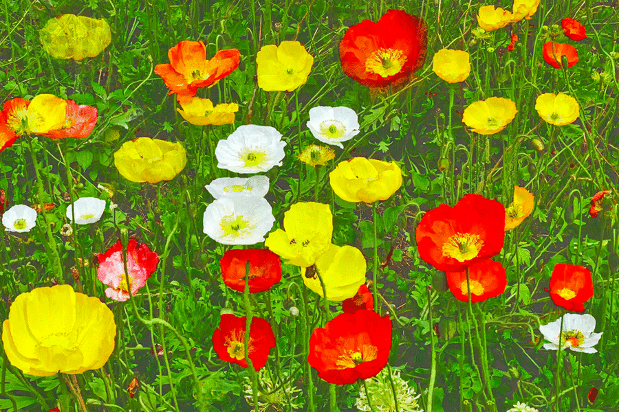 MeranPromenadeBlumenwiesegrosseBlumenQ3.gif