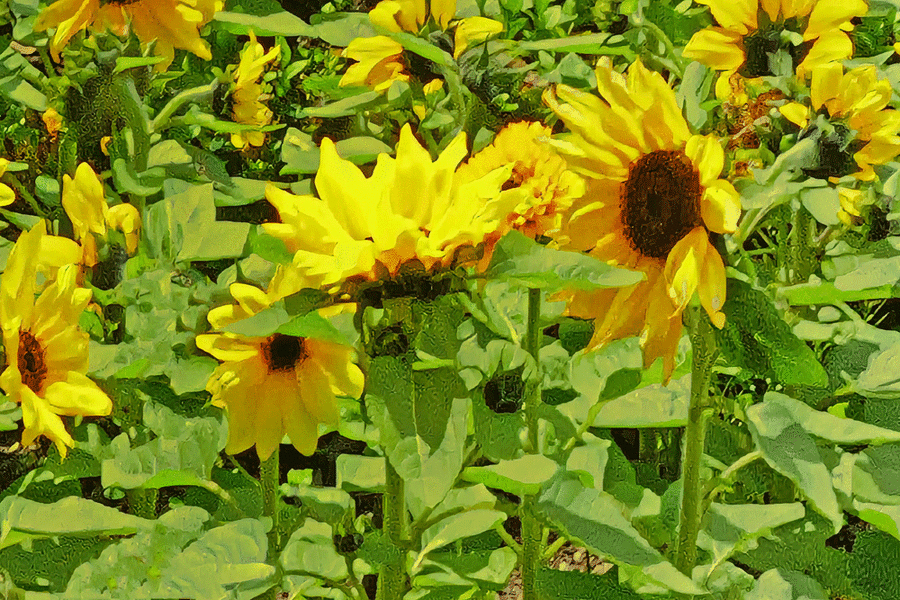 MeranTrautSonnenblumenQ3.gif