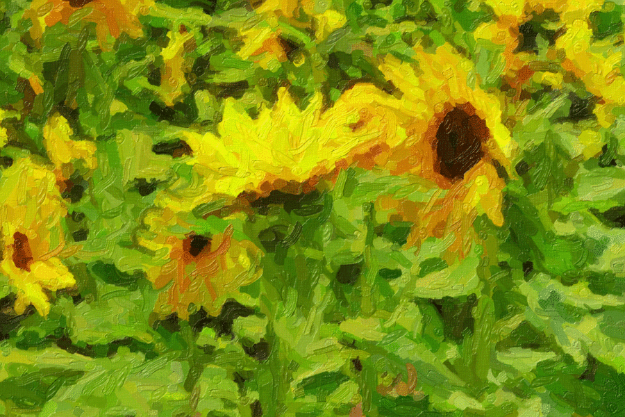 MeranTrautSonnenblumenQ3ASA.gif