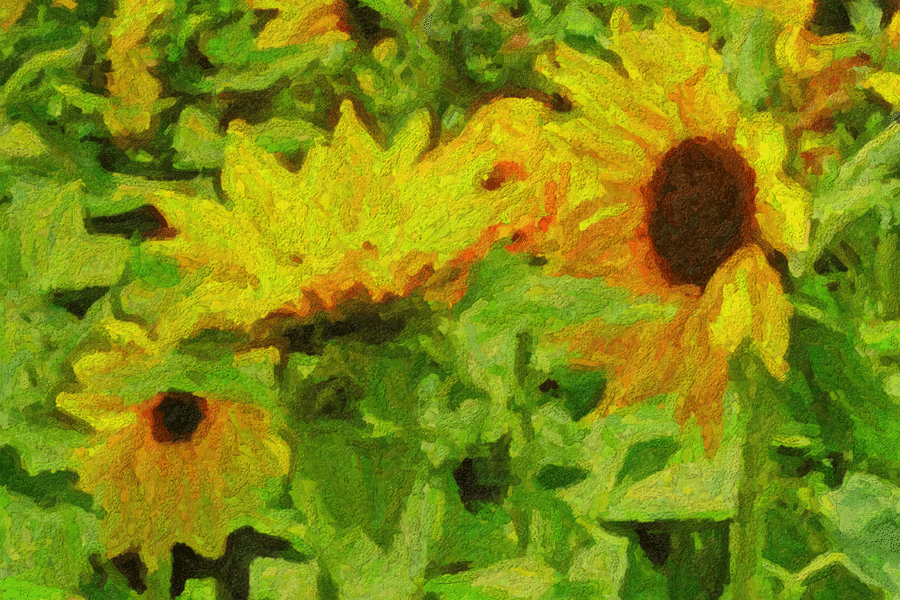 MeranTrautSonnenblumenQ3CROPASA.gif