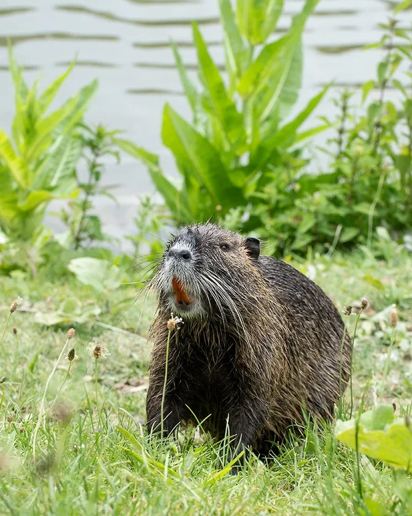 ci_A7402660.webp