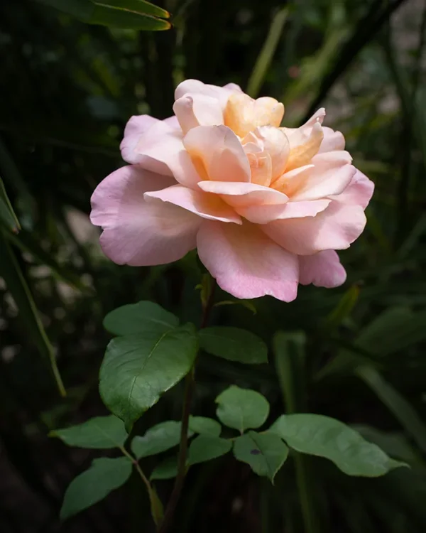 ci_A7402609.webp