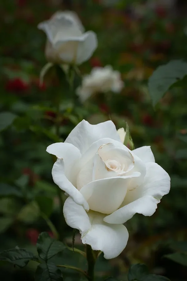 ci_A7402613.webp