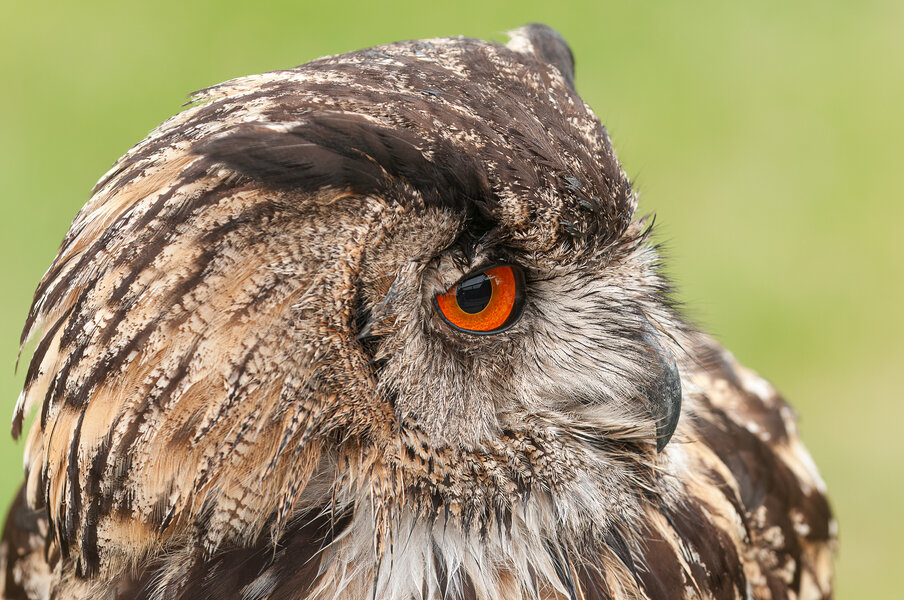  Bubo Bubo.jpg