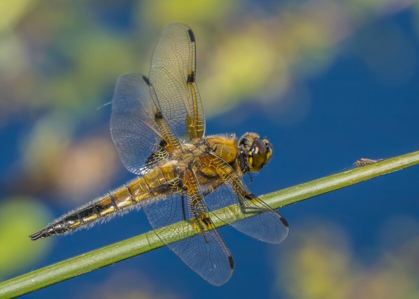 P5130358-Bearbeitet.jpg P5130358-Bearbeitet.jpg