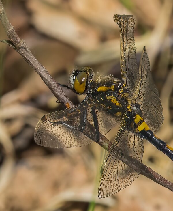 P4300240-Bearbeitet.jpg P4300240-Bearbeitet.jpg