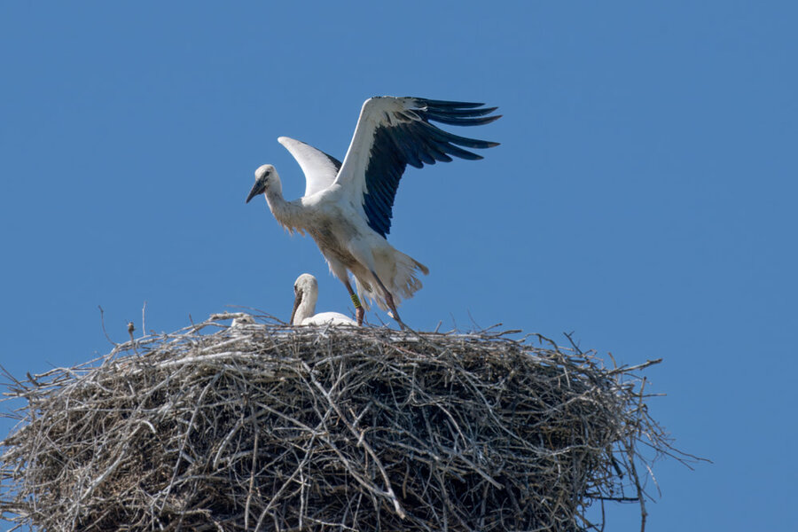 Jungstörche FlugversucheHZ9_0098Top001.jpg