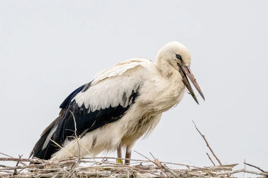 Storch 10x15 cm.jpg Storch 10x15 cm.jpg