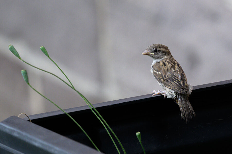 Jungspatz 2 10x15cm_DSC1040.jpg