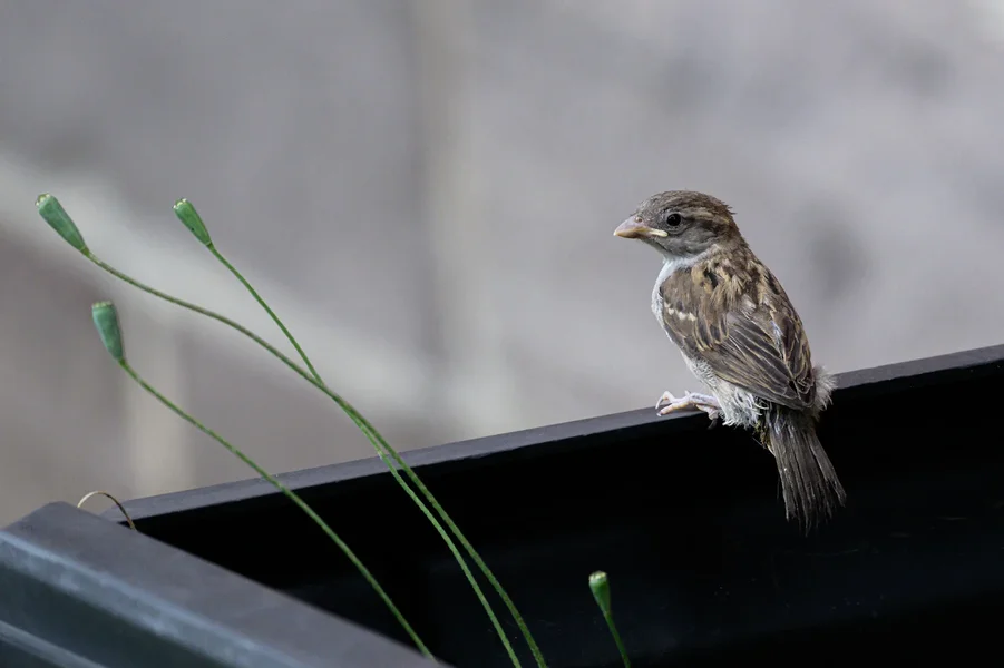 Jungspatz 2 10x15cm_DSC1040.webp