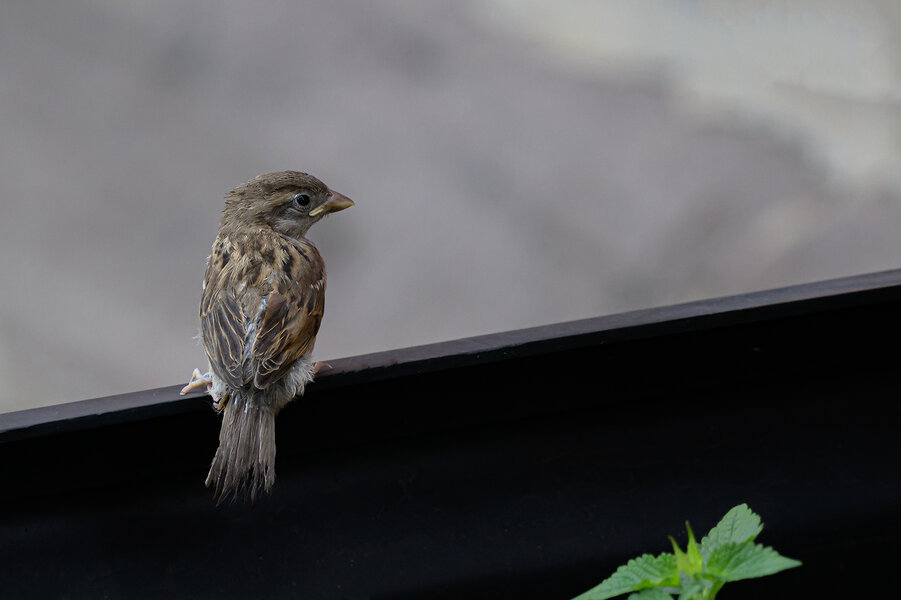 Jungspatz 10x15cm_DSC1038.jpg