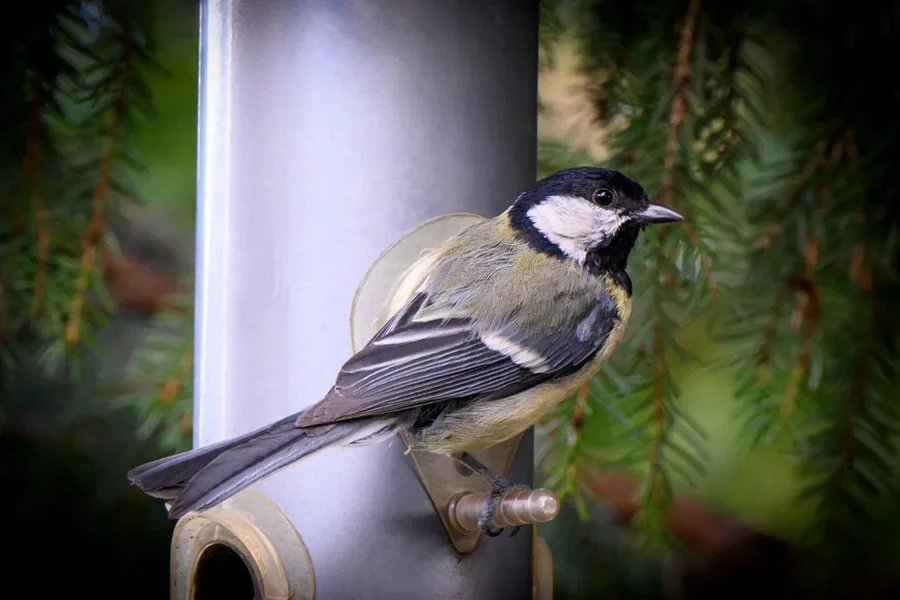 Kohlmeise 1_HZ90926.webp