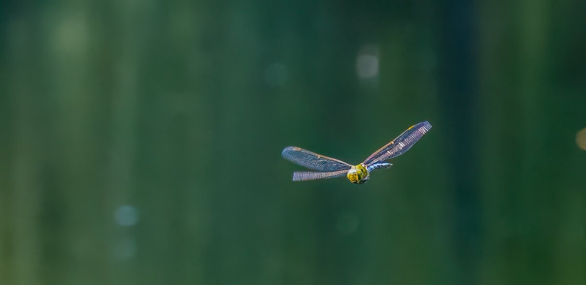 P7090103-Bearbeitet.jpg P7090103-Bearbeitet.jpg