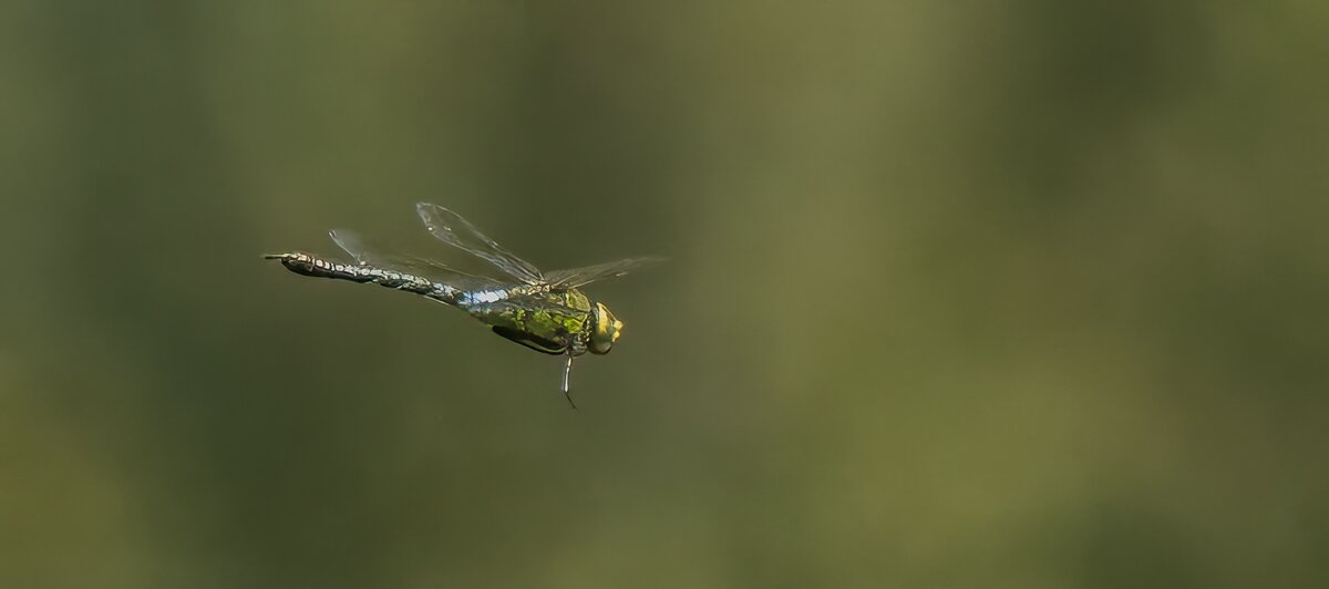 P7090127-Bearbeitet.jpg P7090127-Bearbeitet.jpg