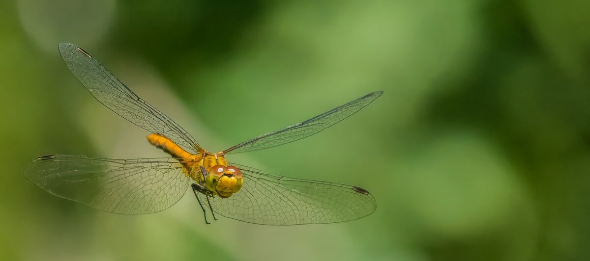 P7090043-Bearbeitet.jpg P7090043-Bearbeitet.jpg