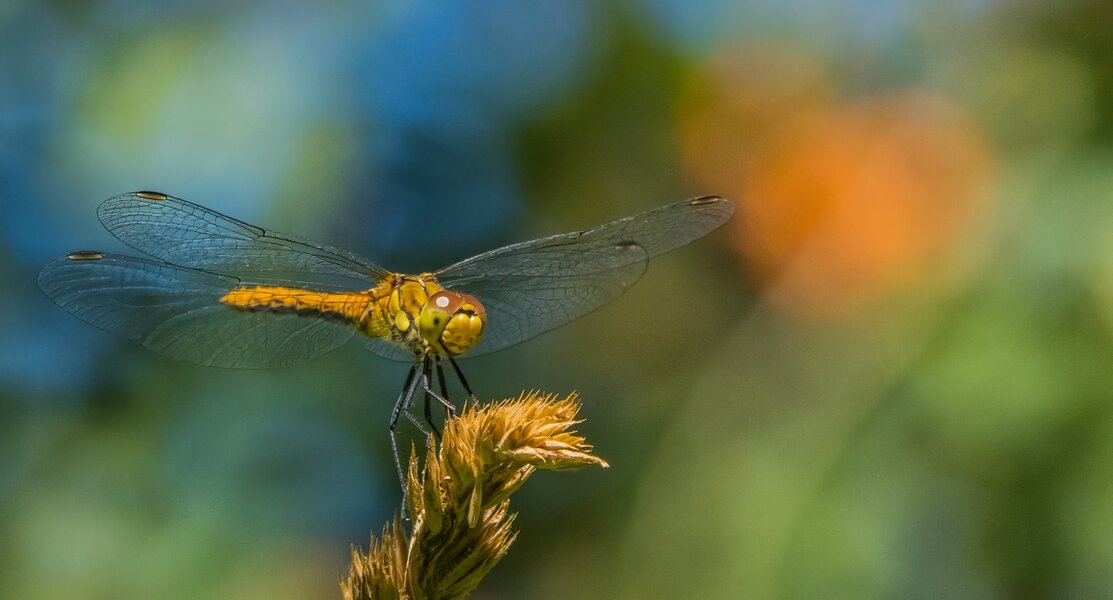 P7090030-Bearbeitet.jpg P7090030-Bearbeitet.jpg