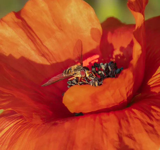 Schwebfliege auf Mohn.webp