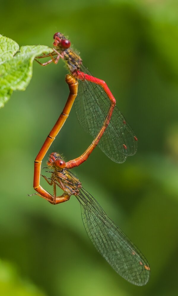 P7090057-Bearbeitet.jpg P7090057-Bearbeitet.jpg