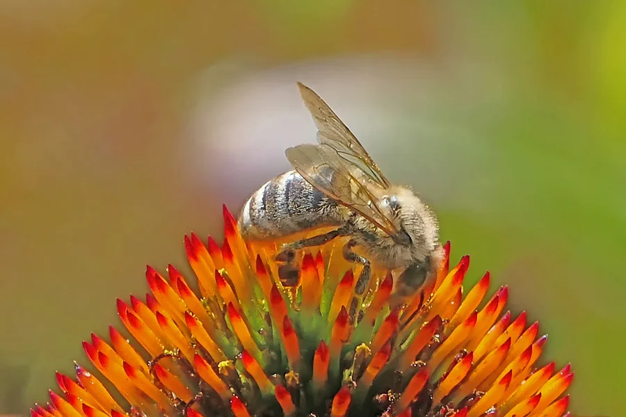 BieneaufRingelblumenStaubgefanSpitzeV5.webp