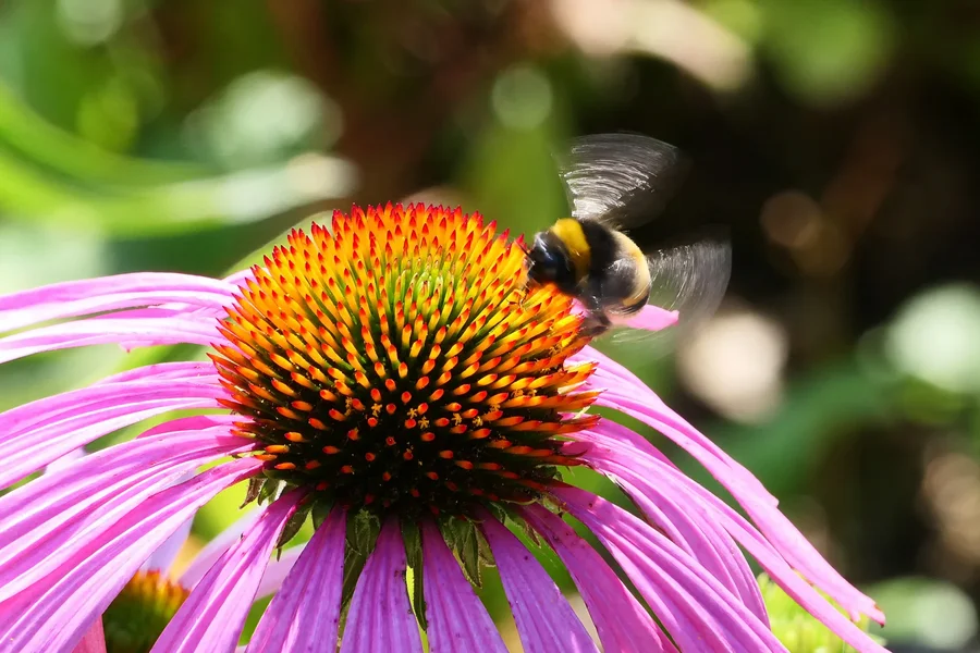 HimmelmitSchwirrflügelaufRingelblumeV5.webp