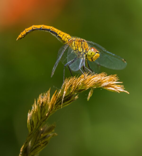 P7090015-Bearbeitet.jpg P7090015-Bearbeitet.jpg