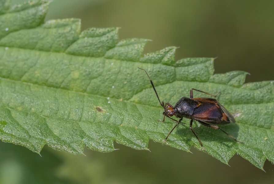 P7160002-Bearbeitet.jpg P7160002-Bearbeitet.jpg