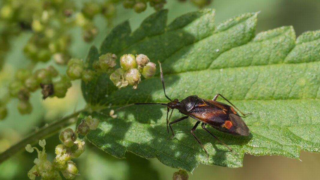 P7160003-Bearbeitet.jpg P7160003-Bearbeitet.jpg