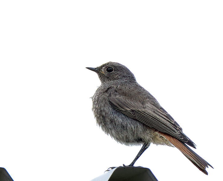 Junger Rotschwanz.jpg