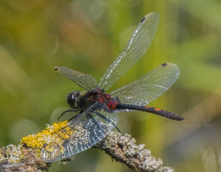 P7160060-Bearbeitet.jpg P7160060-Bearbeitet.jpg