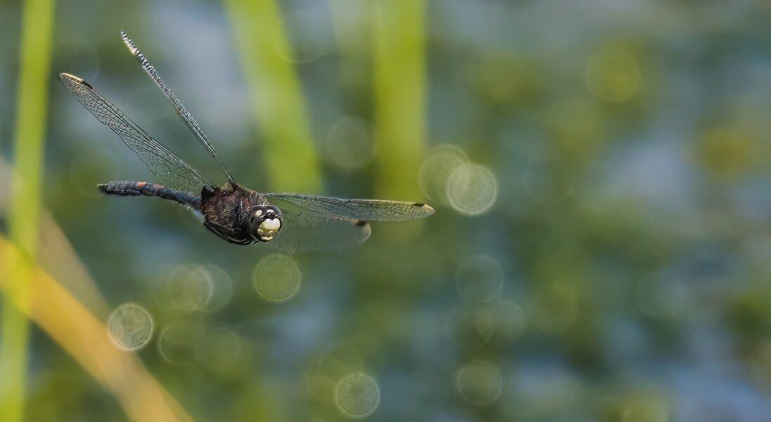 P7160064-Bearbeitet.jpg P7160064-Bearbeitet.jpg