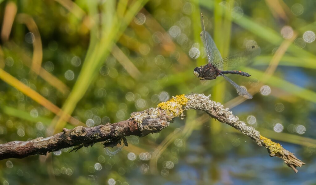 P7160095-Bearbeitet.jpg P7160095-Bearbeitet.jpg
