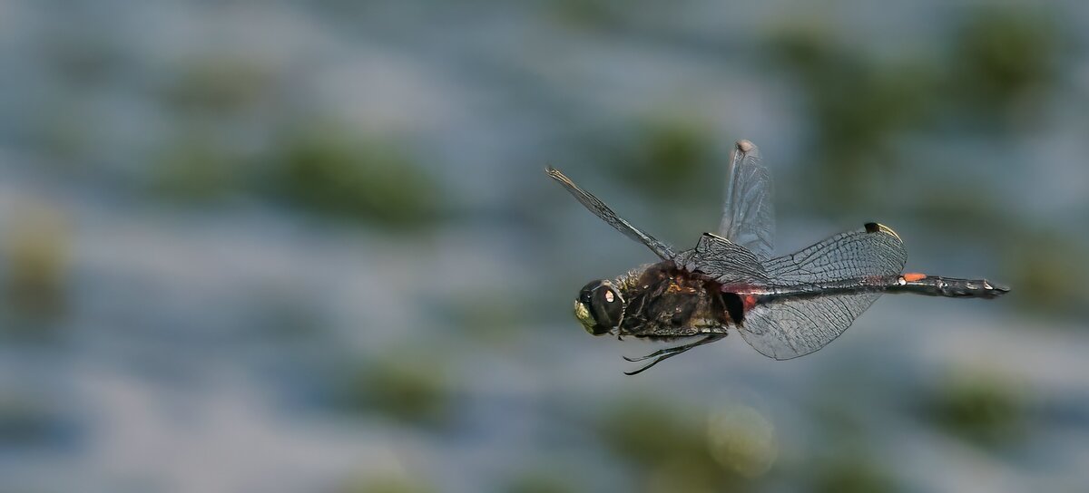 P7160434-Bearbeitet.jpg P7160434-Bearbeitet.jpg