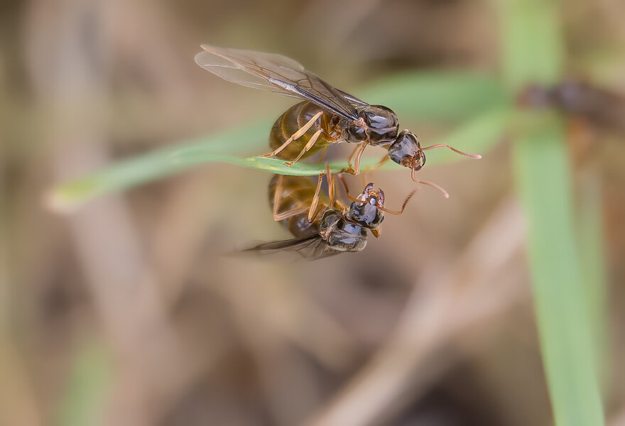 Geflügelte Ameise.jpg Geflügelte Ameise.jpg