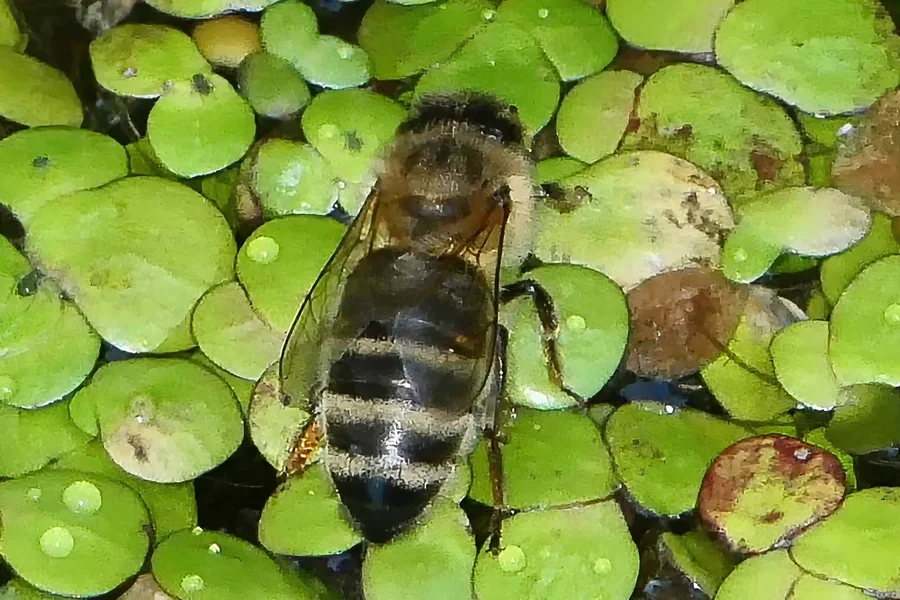 BieneaufWasselinsenV5EXTREMCROP.webp