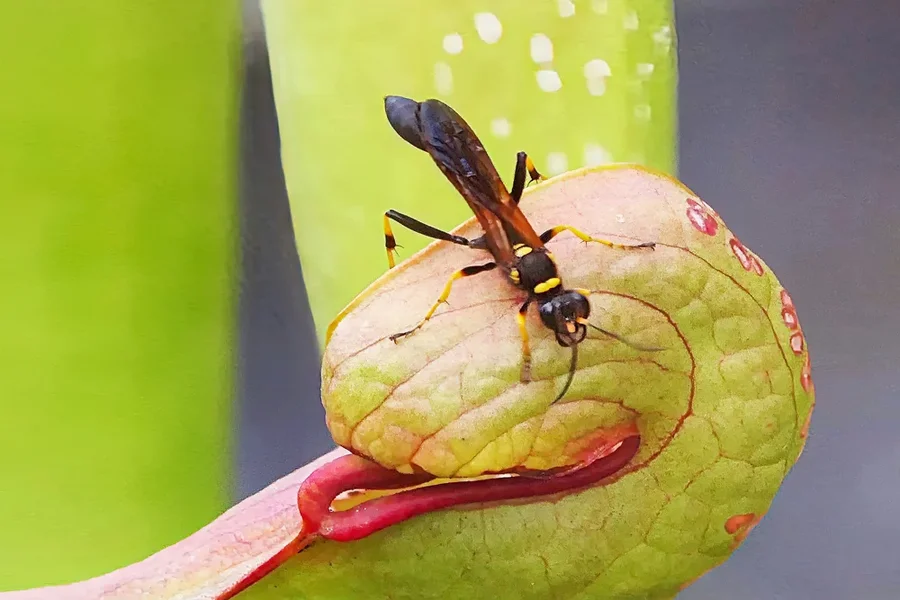 FleischfressendePflanzemInsektEINSV5CROPFINAL.webp