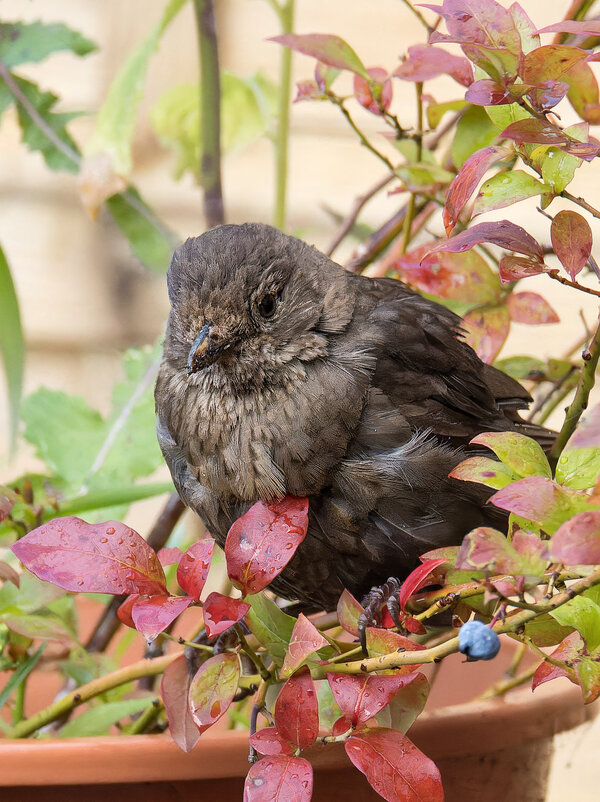 Amsel im Blumentopf.jpg