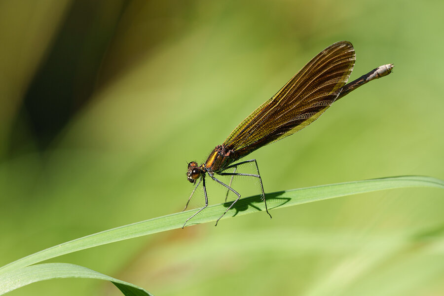 ci_A7405432.jpg