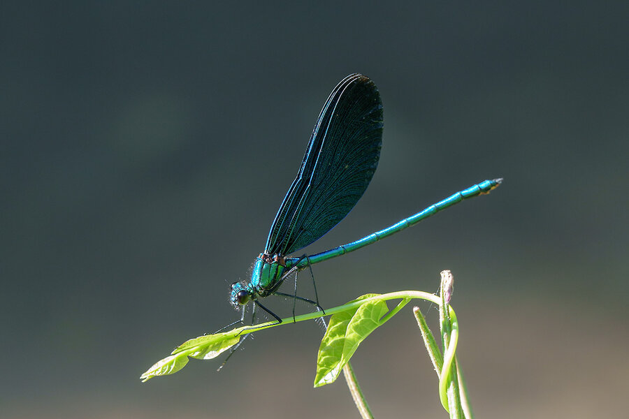 ci_A7405447.jpg