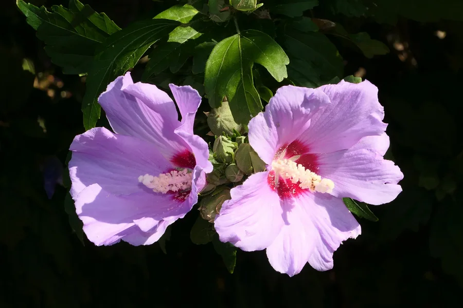HibiskusLilaZwillingsblüteV5.webp