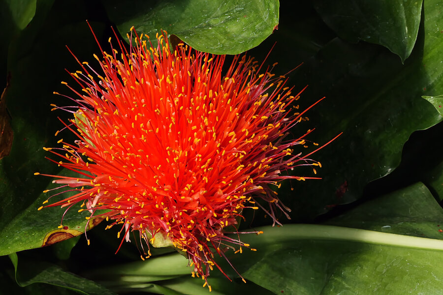 BlutblumeScadoxus multiflorusAfrikaV5FINFINFIN.jpg