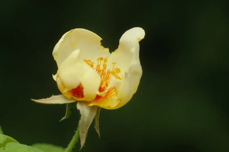 RosenknospeWabiSabiSL3Si1004002EXT.webp