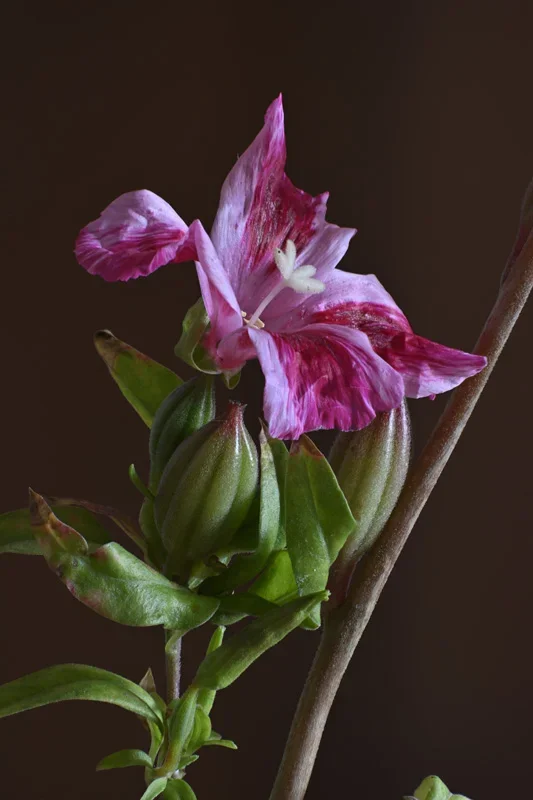 (B,R15,S8)10_5 f11.webp