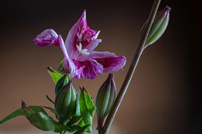 Stack 30_7 f11 Topaz & Hochpass.webp