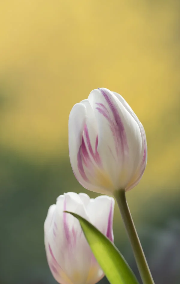 Weiße Tulpen.webp