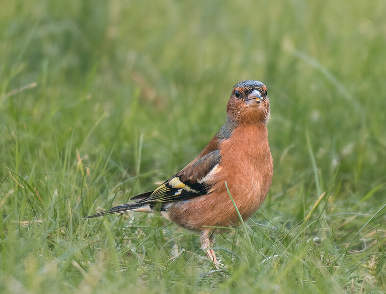 Buchfink.jpg
