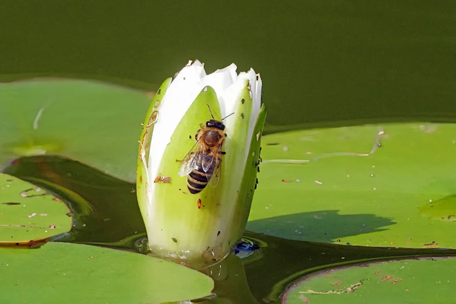 SeerosenknospeWeissmWespeSL3Si1004002EXTCROP.webp