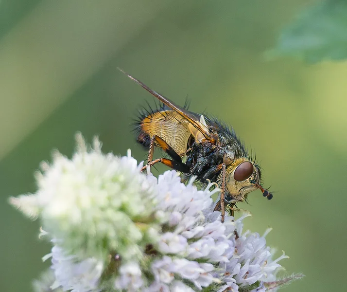 Missmutige Fliege.webp